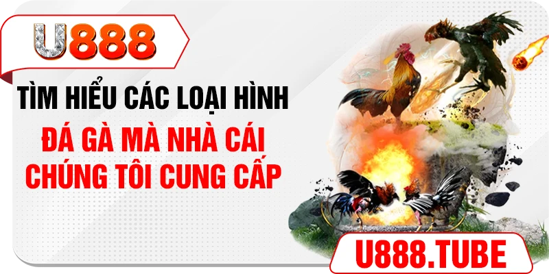 Tìm hiểu các loại hình đá gà mà nhà cái chúng tôi cung cấp